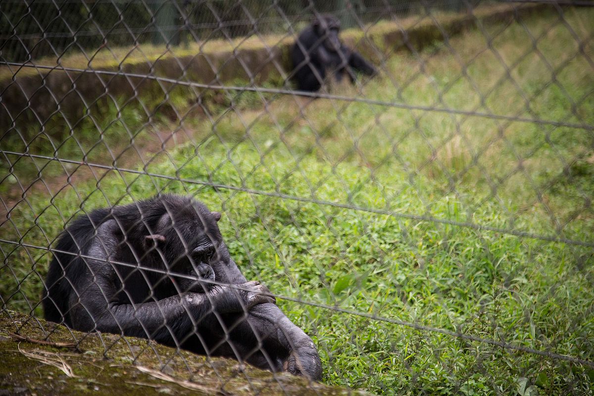 Un chimpanc detrs de una valla, descansa sentado en la hierba en actitud pasiva.