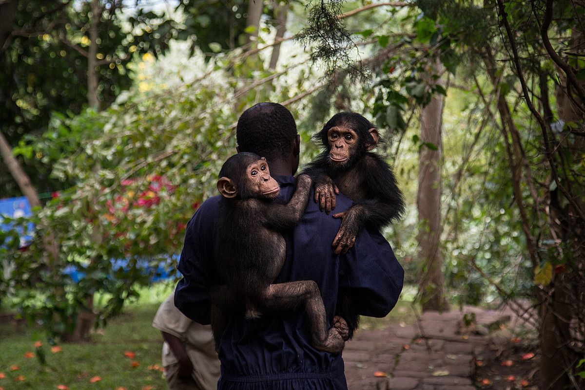 Un empleado de Lwiro, de espaldas, lleva en brazos a dos chimpancs del centro.