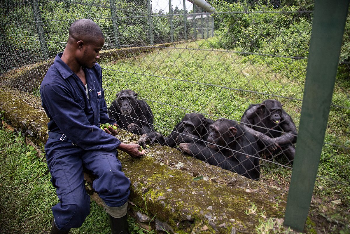 Jean de Dieu, empleado de Lwiro, da unos frutos a un grupo de chimpancés a través de una alambrada.