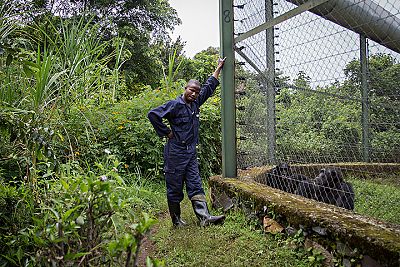 Jean de Dieu, empleado de Lwiro, da unos frutos a un grupo de chimpancs a travs de una alambrada.