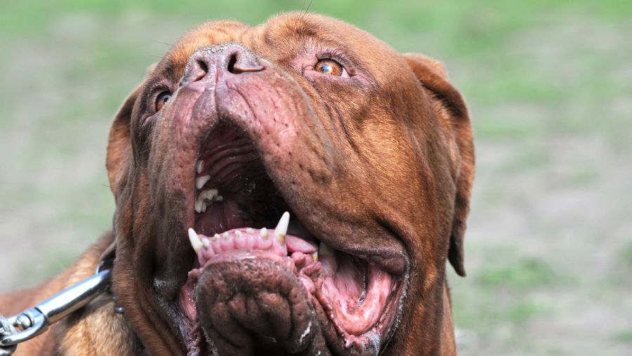 Ejemplar de perro dogo de burdeos