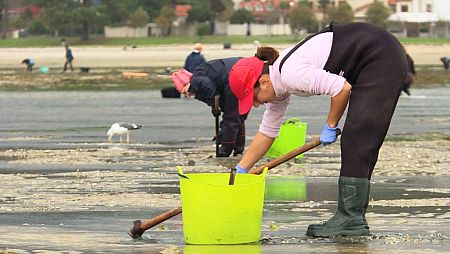 Las mariscadoras de la almeja se enfrentan al furtivismo