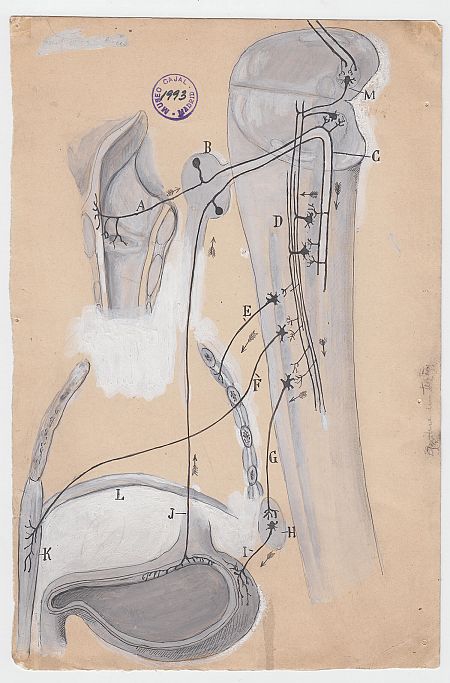 Uno de los dibujos originales de Santiago Ramón y Cajal.