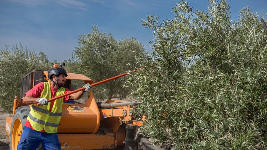 Recogida de la aceituna