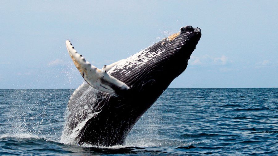 La ballena jorobada realiza largas rutas de migración desde los polos (norte y sur) hasta el ecuador.