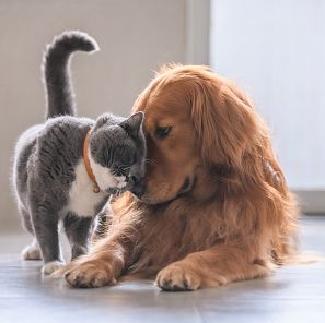 Los gatos también necesitan hogares de acogida como los perros.