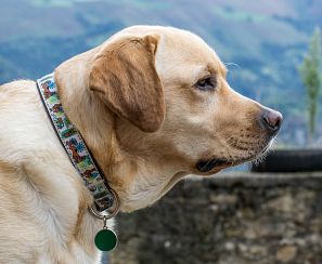 Cabeza de perro Labrador