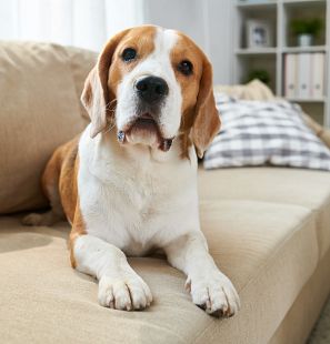 Un beagle descansa en el sofá de una casa.