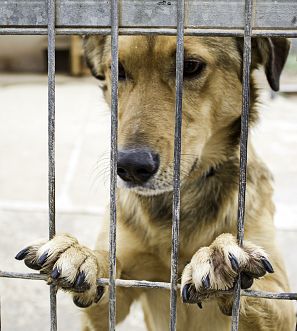 Las protectoras derivan a hogares casos especiales.