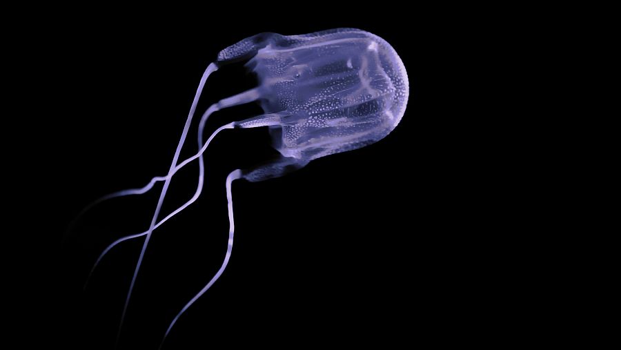 La medusa de caja (Chironex flecker), conocida como avispa de mar, es el animal más venenoso que existe.