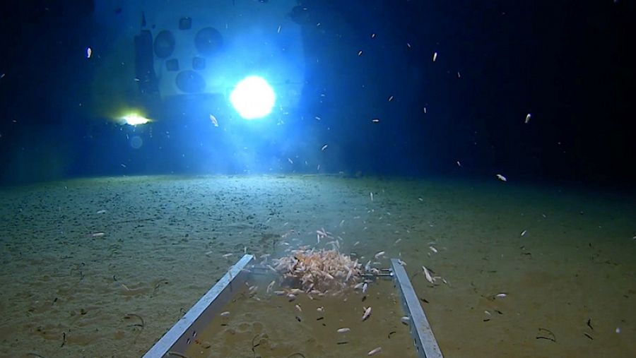 Criaturas marinas nadan frente al submarino DSV Limiting Factor en la fosa de las Marianas. Fuente: Discovery Channel/via REUTERS 