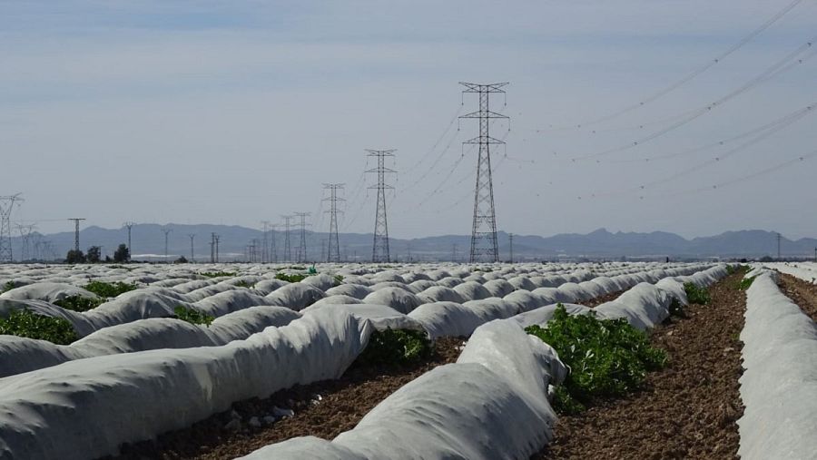 La mayor parte de la población extranjera de Torre-Pacheco trabaja en el campo