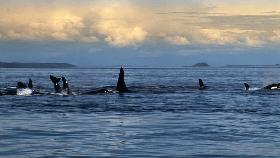 El documental Blackfish presenta las consecuencias de la cría de orcas en cautividad
