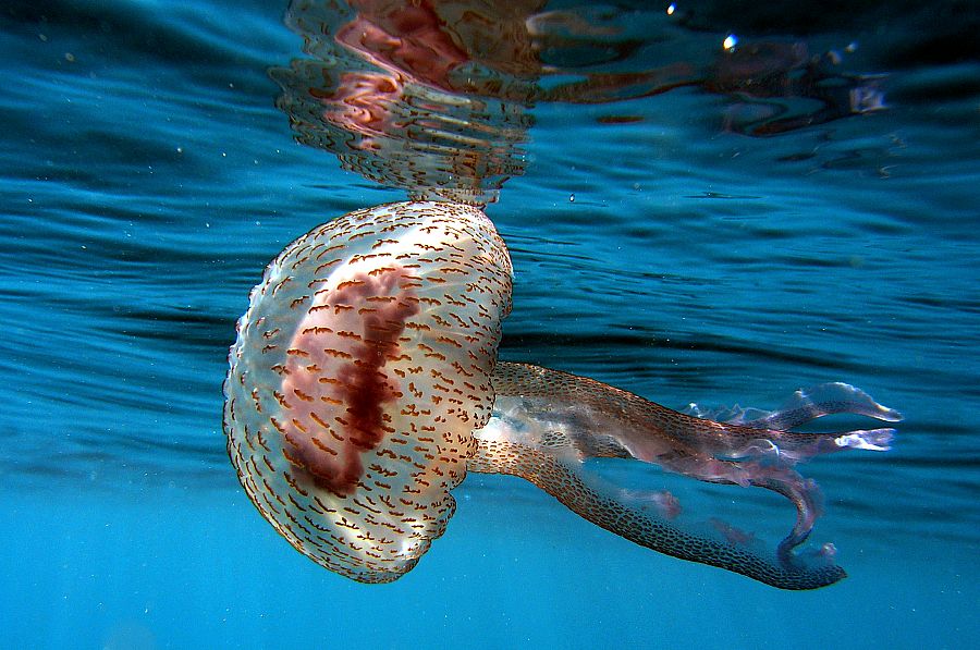 Se dispersan 500 medusas peligrosas sin llegar a costas de Ceuta o Andalucía