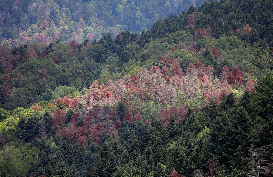Bosque de abetos afectado por la sequía en Francia