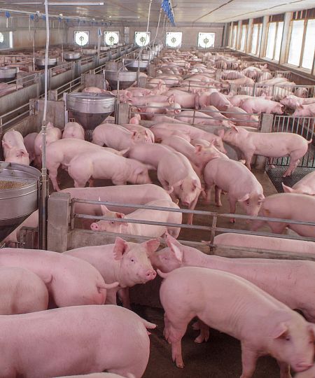 La actual cría intensiva de ganado tiene un fuerte impacto ambiental.