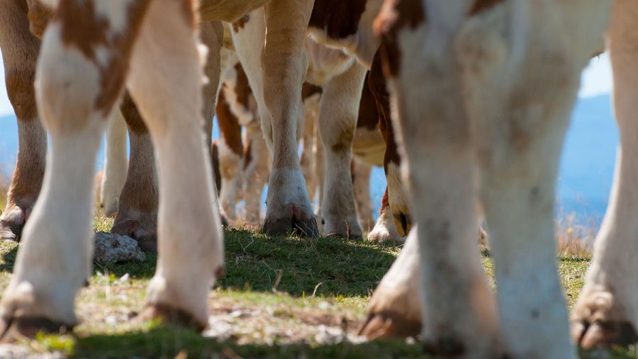La demanda de alimentos se duplicará en cuatro décadas, debido a la explosión demográfica.