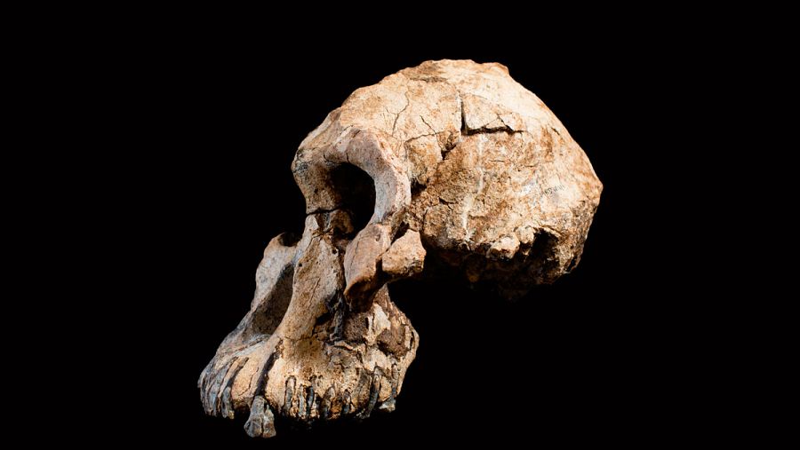Australopithecus Afarensis y fue detectado en 1974 en la misma región que MRD