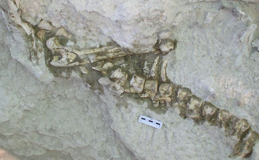 Imagen de las vértebras antes de su extracción en el yacimiento de Batallones 1