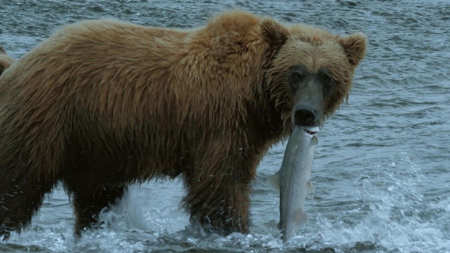 La serie descubrirá cómo pescan los osos