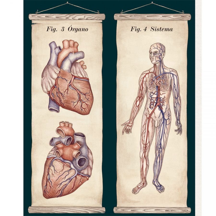 Anatomicum', un viaje alucinante al interior del cuerpo humano 