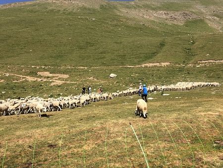 Diversos ramaders amb un grup gran d'ovelles pasturant a la muntanya