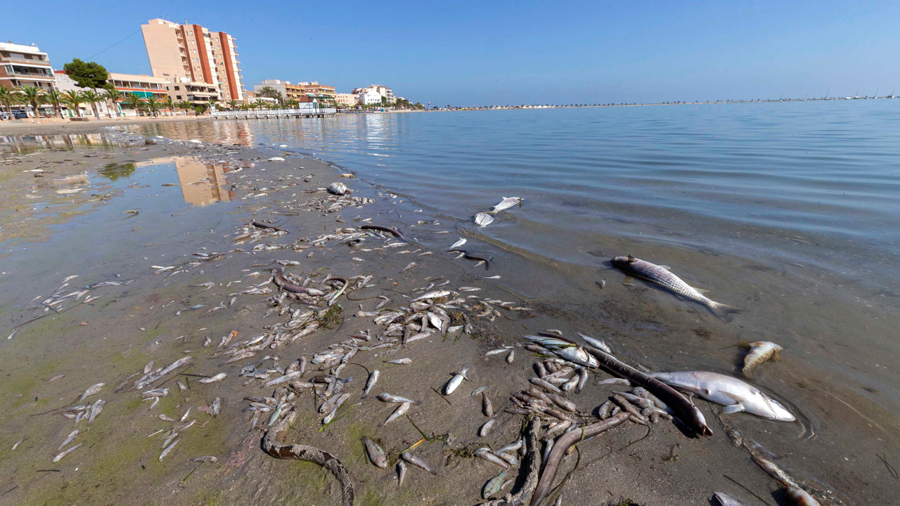 MAR MENOR: Investigación De La Muerte De Los Miles De Peces| RTVE