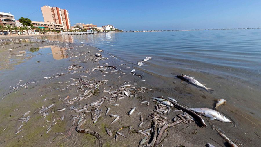 Peces muertos en playas del Mar Menor, en la zona de Villananitos y La Puntica, San Pedro del Pinatar, (Murcia)
