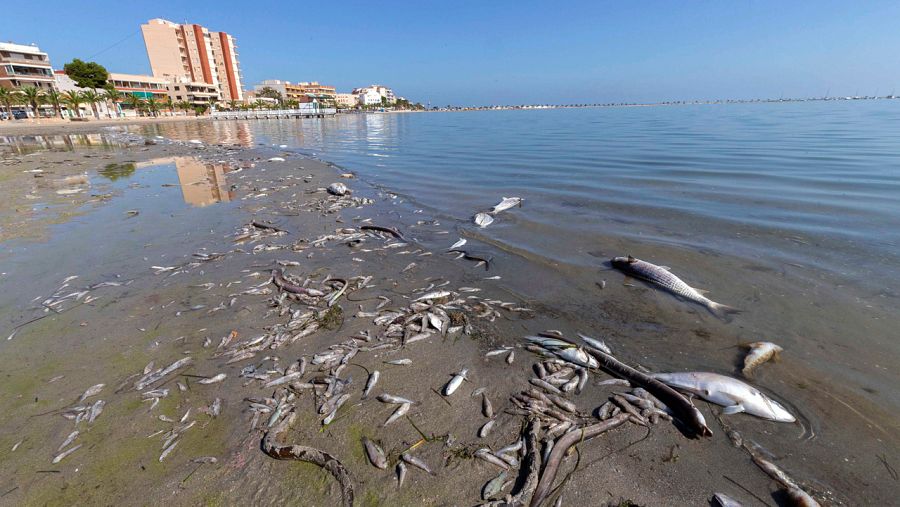  Peces muertos en playas del Mar Menor, en la zona de Villananitos y La Puntica, San Pedro del Pinatar, (Murcia)