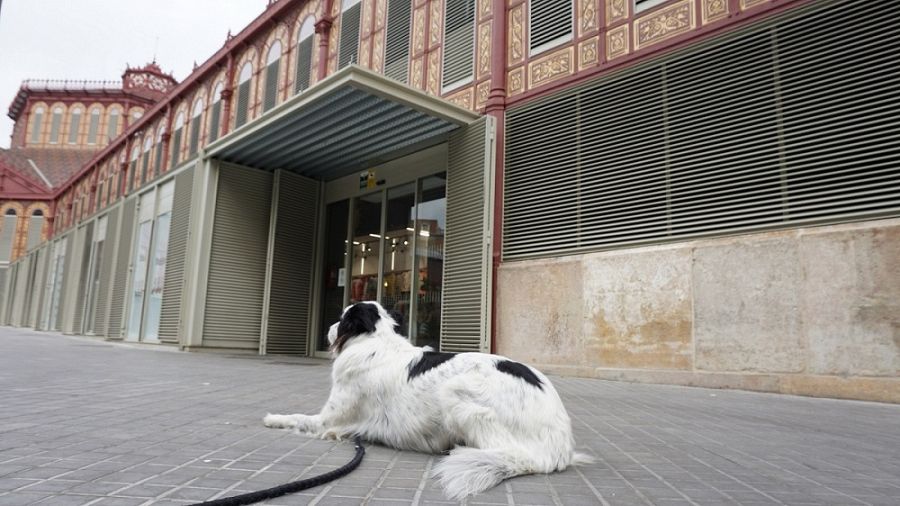 Un gos descansa davant de la façana del Mercat de Sant Antoni