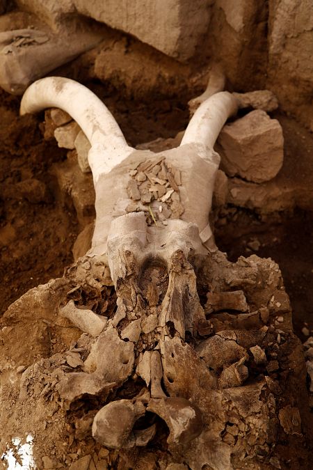 En el lugar donde se encontraron las trampas había 800 huesos de mamuts.