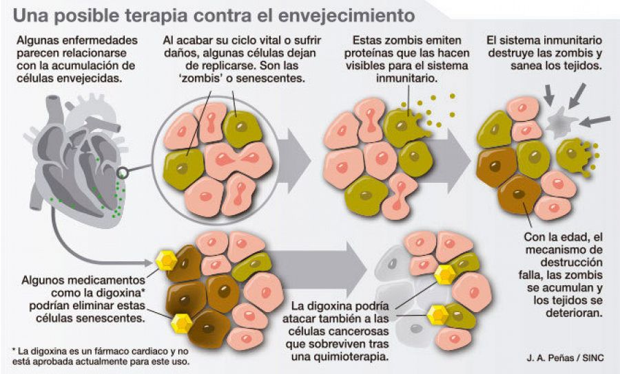 Una posible terapia contra el envejecimiento.