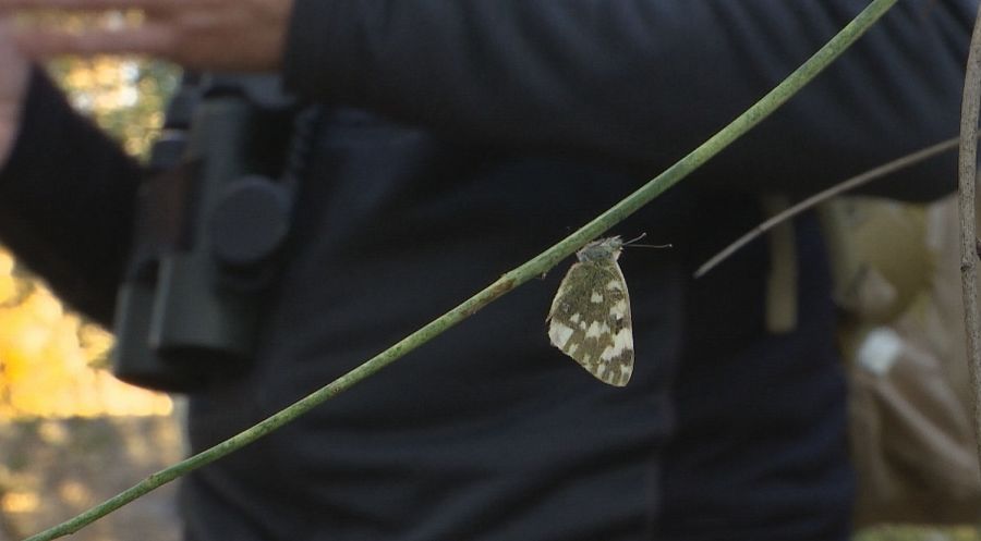 Truchas y mariposas para predecir el futuro de las especies