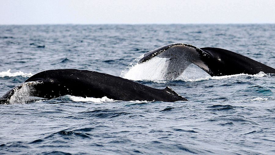 Varias ballenas nadan en el Oceáno Pacífico