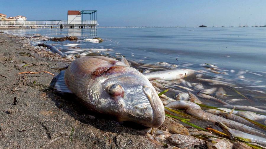 Imagen de archivo de un episodio de mortalidad de peces en el Mar Menor.