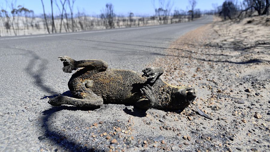 El denso pelaje de los koalas y su tendencia a subir más alto cuando se siente amenazados son desventajas severas en incendios forestales.