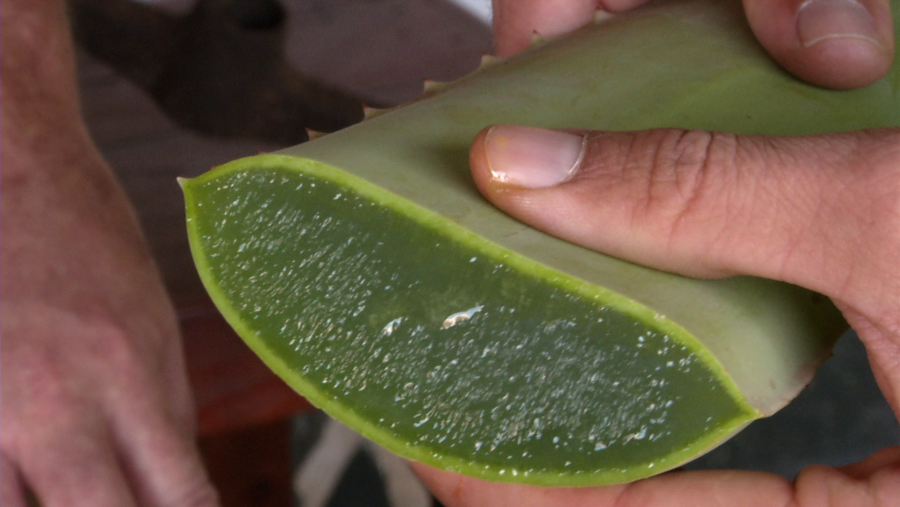 Sabés cuáles son los beneficios de Beber Jugo de Aloe Vera ?