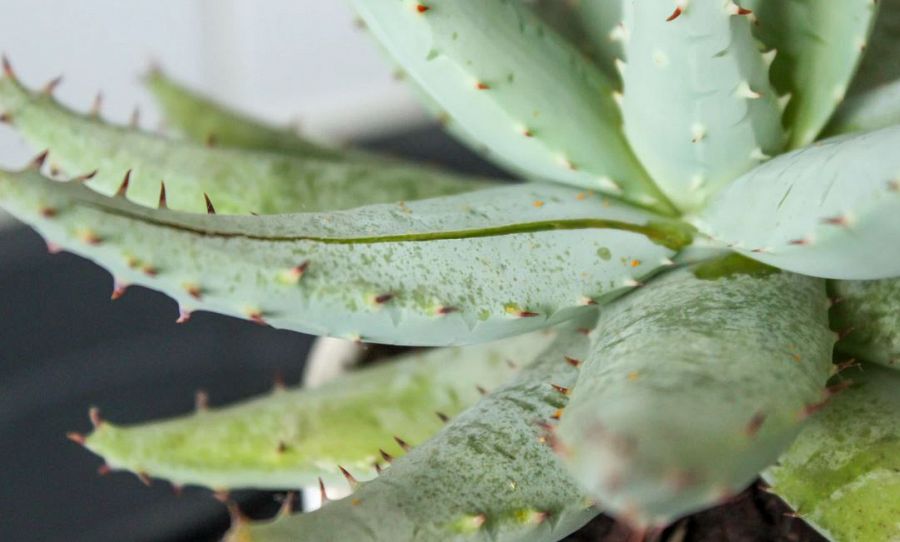 Propiedades del aloe vera en Aquí la tierra