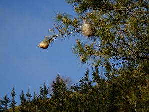 Imagen de nidos de la oruga procesionaria del pino.