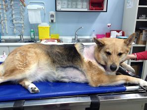 Un pastor alemán en un centro veterinario.
