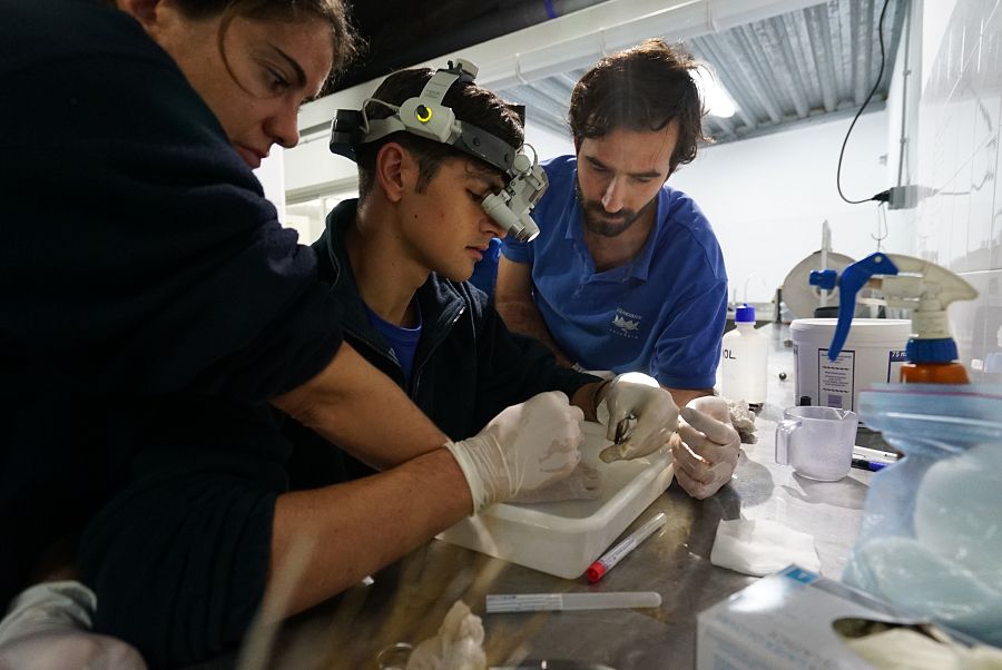 Salvan la vida de un diminuto caballito de mar que haía dado a luz a mil crías