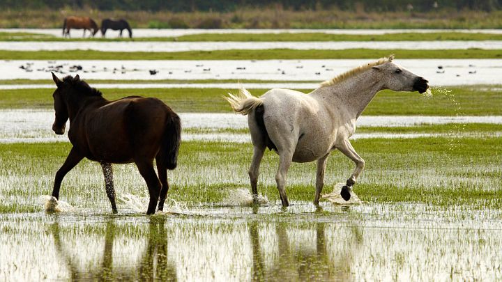 Caballos en las aguas del Parque Nacional de Doñana