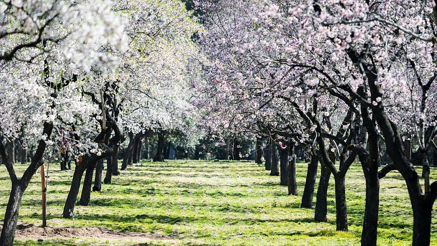 Almendros de la Quinta de los Molinos, Madrid