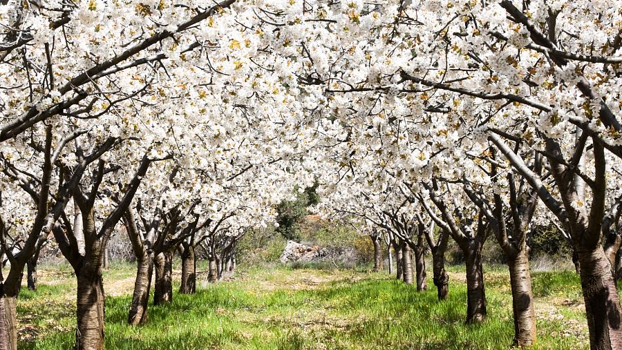 Cerezos del Valle de las Caderechas, Burgos