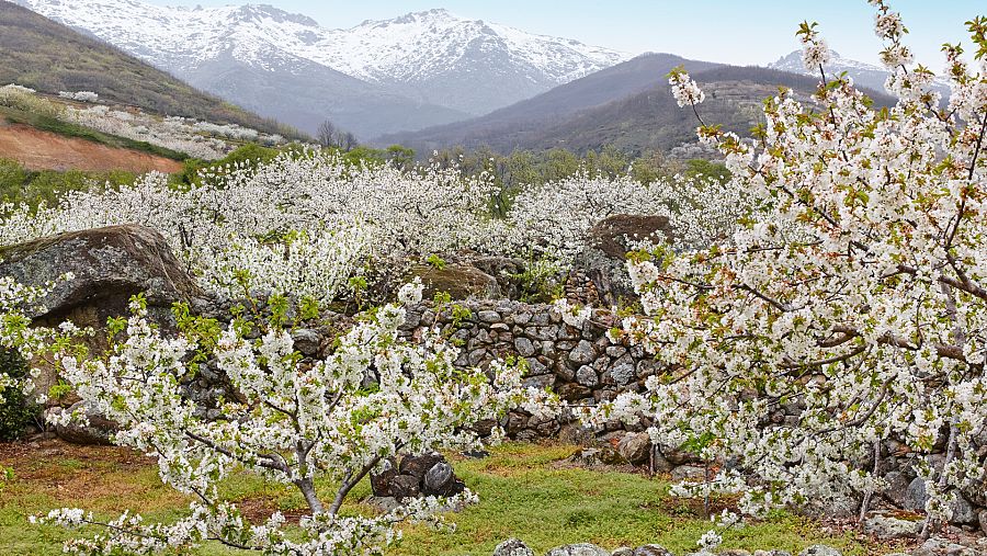 Cerezos del Valle del Jerte, Extremadura