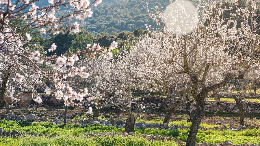 Almendros de la Sierra de la Tramontana, Mallorca
