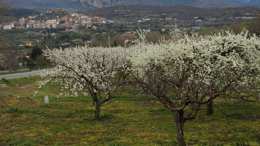 Ciruelos de Nalda, La Rioja