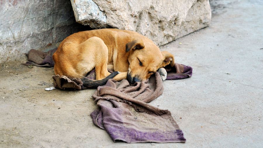 Perro abandonado