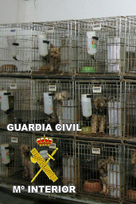 Un criadero ilegal de perros en Granada que fue desmantelado por la Guardia Civil.