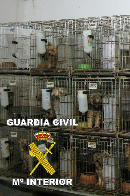 Procuraduría Estatal de Protección al Ambiente - En lo que va del año hemos  resguardado 65 animales de compañía (perros, gatos, palomas y tortugas) los  municipios con mayor resguardo son Aguascalientes, Calvillo